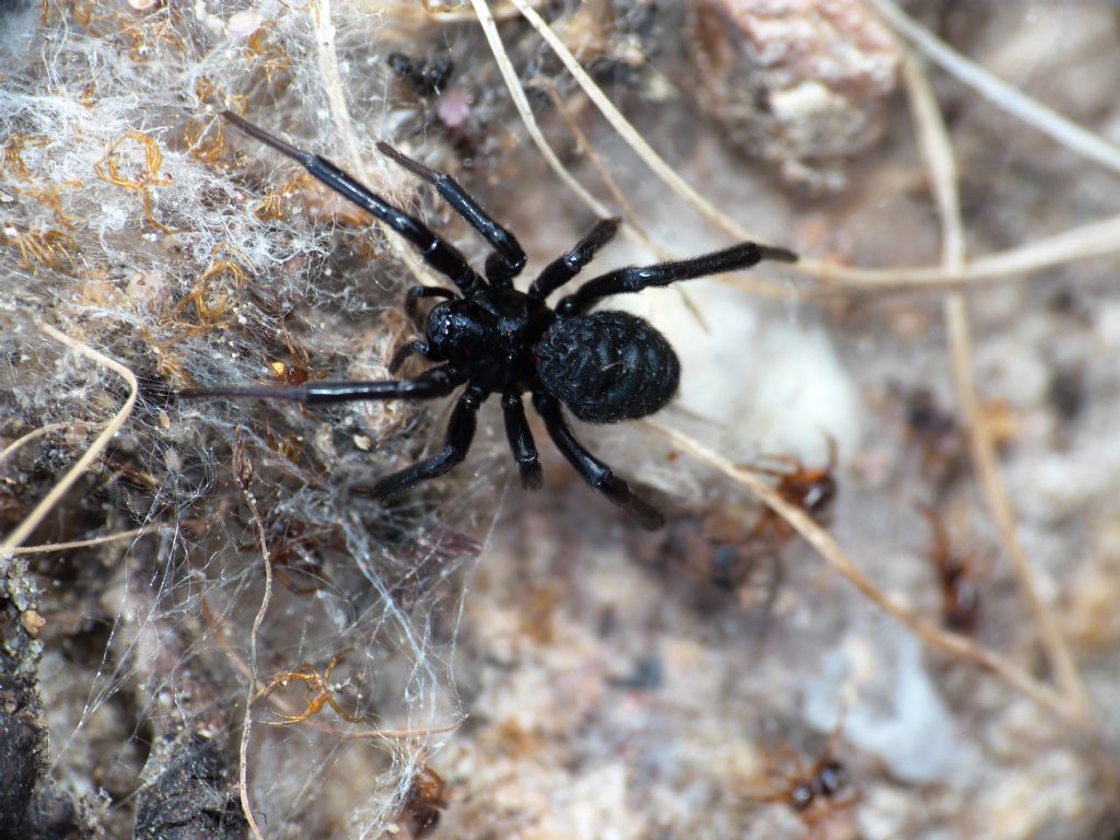 Steatoda paykulliana - Creta meridionale